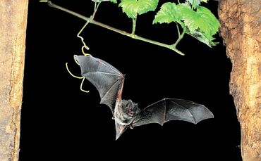 Die Mopsfledermaus verspeist am liebsten kleine Schmetterlinge.