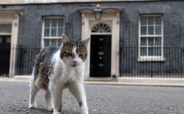 Kater Larry in der Downing Street 10
