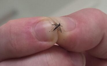 Ein Exemplar der Asiatischen Tigermücke.