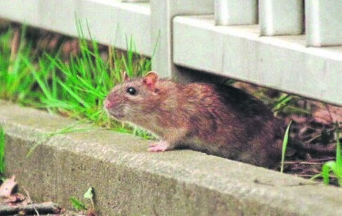 Tiere, die zumindest in besonderen Fällen vom Menschen als Schädling wahrgenommen werden, gibt es viele: hier zum Beispiel eine