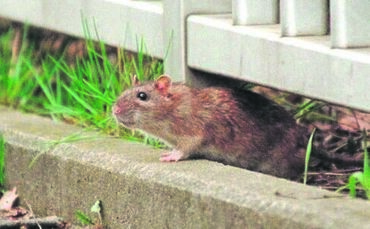 Tiere, die zumindest in besonderen Fällen vom Menschen als Schädling wahrgenommen werden, gibt es viele: hier zum Beispiel eine
