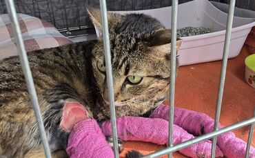 Streunende und verwilderte Katzen sind ein großes Thema im Verein.