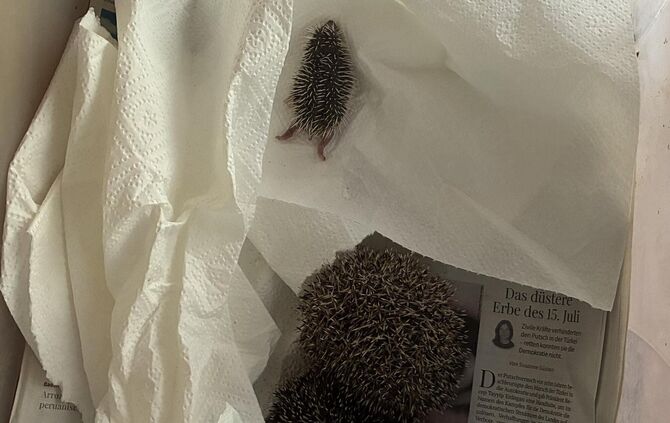 Die ersten Not-Igel sind schon da, darunter eine erst wenige Tage alte Waise.
