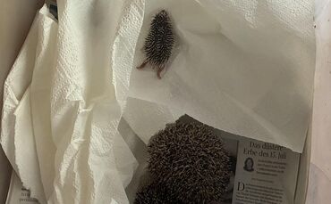 Die ersten Not-Igel sind schon da, darunter eine erst wenige Tage alte Waise.