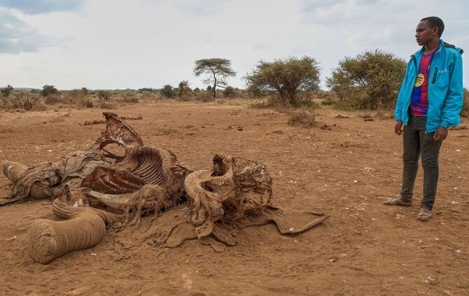 Elefanten in kenianischen Nationalpark an Vergiftung gestorben