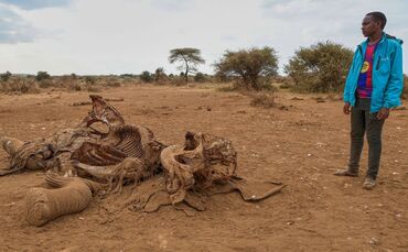 Elefanten in kenianischen Nationalpark an Vergiftung gestorben