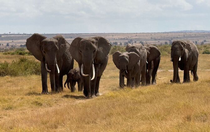 Elefanten im Amboseli-Nationalpark