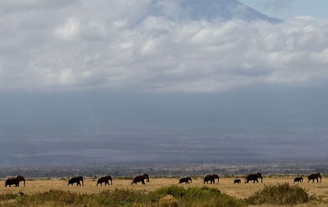 Elefanten im Amboseli-Nationalpark