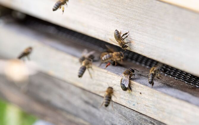 Bienenstock