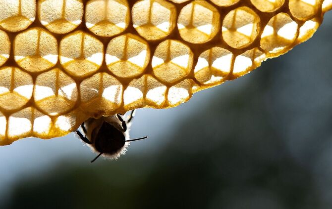 Honigbienen