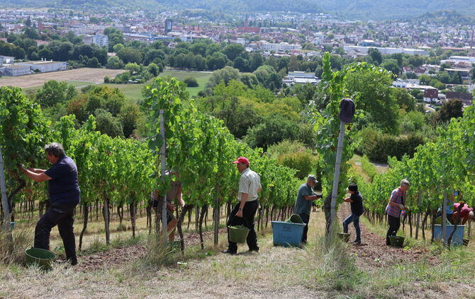Start der Riesling-Lese beim Weingut Bernhard Ellwanger - das Großheppacher Weingut hat auch Weinberge am Grafenberg in Schorndo