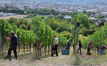 Start der Riesling-Lese beim Weingut Bernhard Ellwanger - das Großheppacher Weingut hat auch Weinberge am Grafenberg in Schorndo