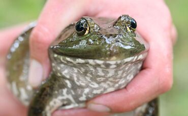 Ochsenfrosch