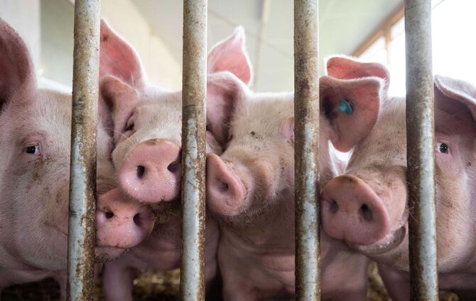 Schweine im Schweinestall