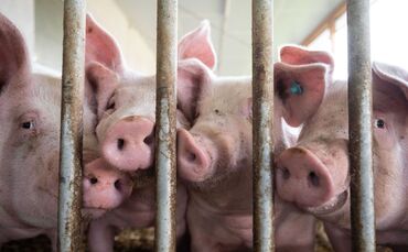 Schweine im Schweinestall
