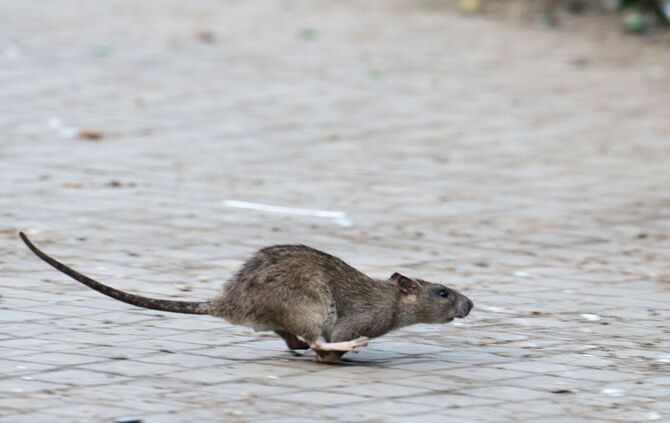 Ratte in New York.