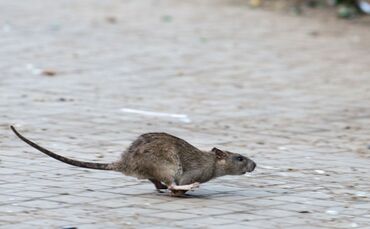 Ratte in New York.