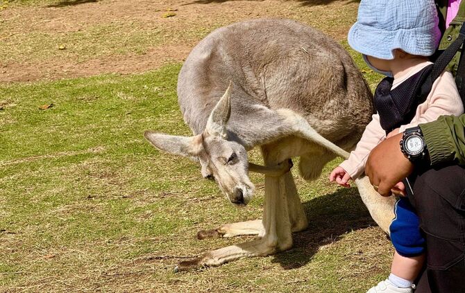 20. Todestag von «Crocodile Hunter» Steve Irwin