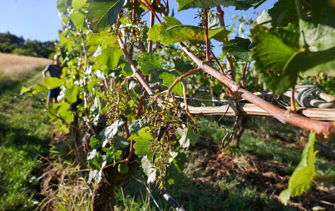 Aus diesem Weinberg bei Stetten sind über Nacht um die 100 Kilo Trauben verschwunden.