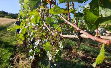 Aus diesem Weinberg bei Stetten sind über Nacht um die 100 Kilo Trauben verschwunden.