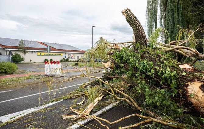 Umgestürzte Bäume in der Gemeinde Moos. Bei dem Unwetter soll auch ein Kind ums Leben gekommen sein. (Archivbild)
