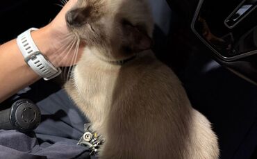 Polizei tröstet Katzenjunges nach Unfall der Mutter