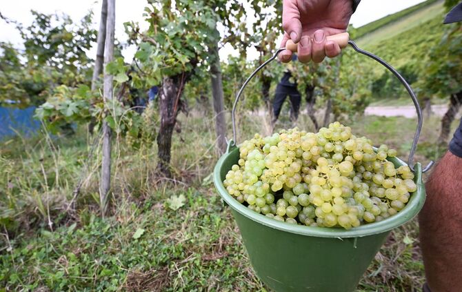 Weinlese im Südwesten