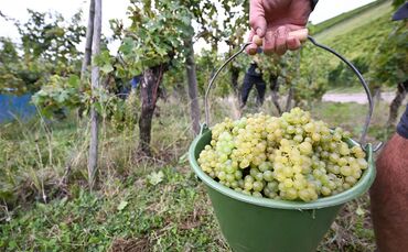 Weinlese im Südwesten