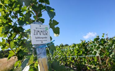Aus diesem Weinberg bei Stetten sind über Nacht um die 100 Kilo Trauben verschwunden.