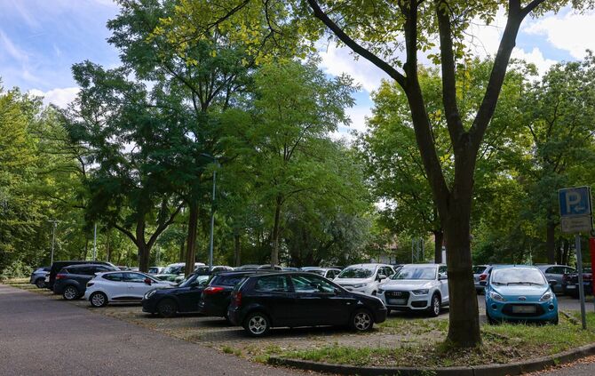 Am und in der Nähe des P+R-Parkplatzes Neustadt-Hohenacker sollen mehrere Bäume gefällt werden.