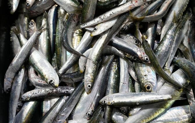 Sardinen