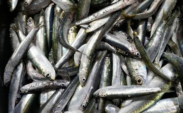 Sardinen