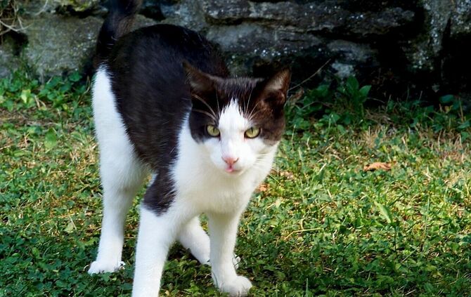 Wild lebende Katzen gibt es auch in Weinstadt einige (Symbolfoto).