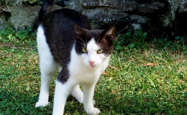 Wild lebende Katzen gibt es auch in Weinstadt einige (Symbolfoto).