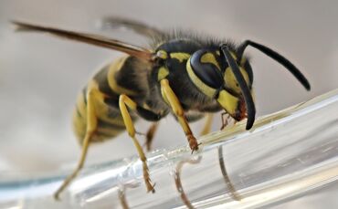 Wespen haben, wie man hier gut sieht, beeindruckende Beißwerkzeuge. Diese heißen korrekt übrigens Mandibeln. Diese Wespe sitzt a