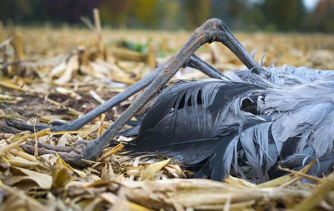 Vogelgrippe in Australien