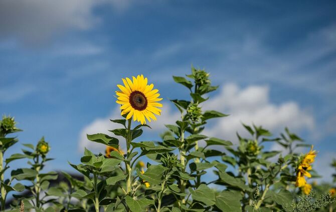 Meteorologischer Herbstanfang