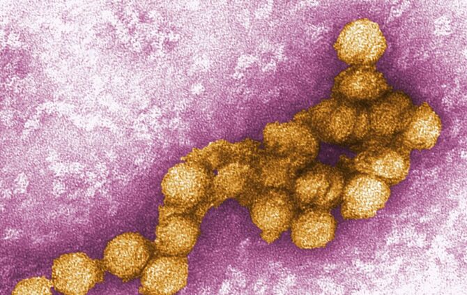 West-Nil-Virus