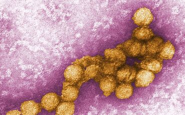 West-Nil-Virus
