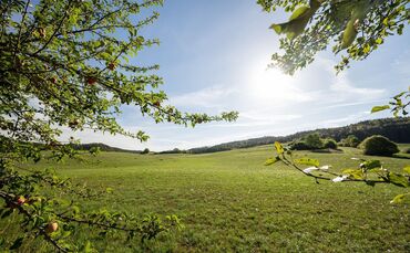 Sonne zurück 