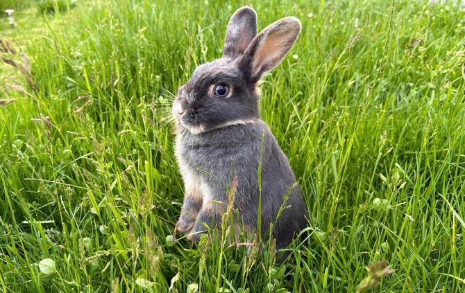 Kanichen Frieda denkt noch nicht an den Tod - eher ans Unfugmachen (Symbolfoto).