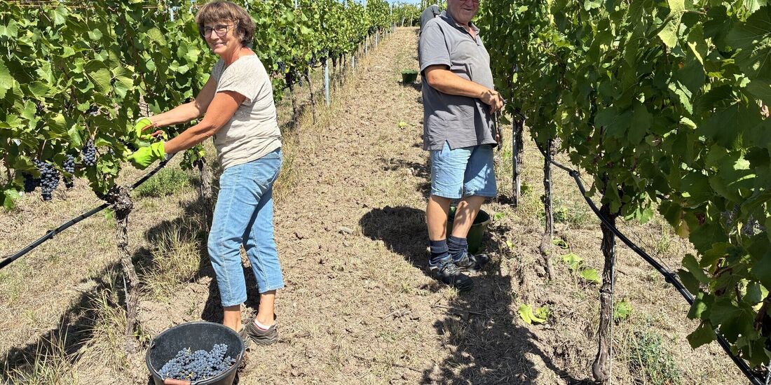 Rosemarie und Lothar Maier bei der Lese am Söhrenberg.
