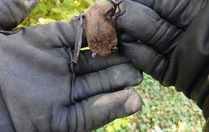Fledermaus verirrt sich in Notaufnahme