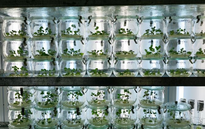 Klimaherausforderungen für Kartoffelzüchter