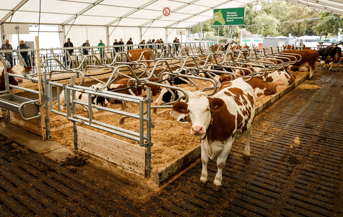 Sechs Tierzelte mit rund 600 Tieren können auf dem Landwirtschaftlichen Hauptfest besucht werden. Unter anderem gibt's natürlich