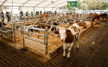 Sechs Tierzelte mit rund 600 Tieren können auf dem Landwirtschaftlichen Hauptfest besucht werden. Unter anderem gibt's natürlich
