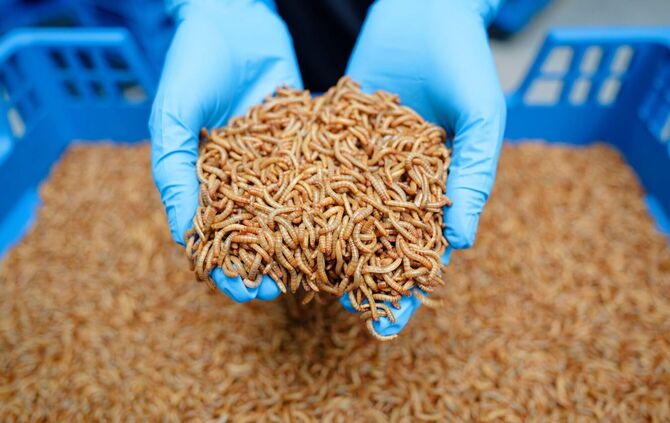 Industrielle Insektenzucht - Alpha-Protein GmbH