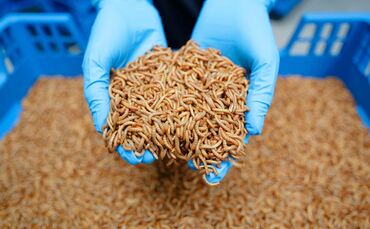 Industrielle Insektenzucht - Alpha-Protein GmbH