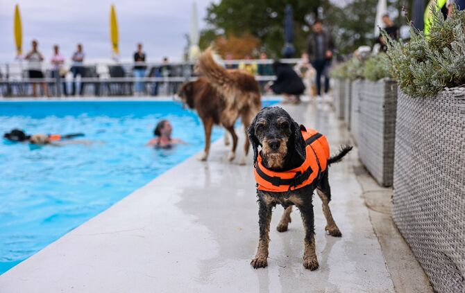 Safety first: Dieser Hund trägt eine Schwimmweste.