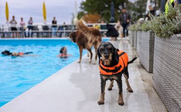 Safety first: Dieser Hund trägt eine Schwimmweste.